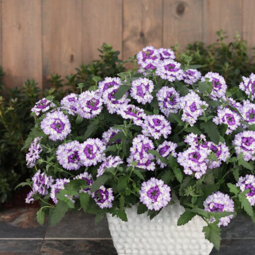 Verbena x Superbena Sparkling Amethyst Proven Winners Vervain